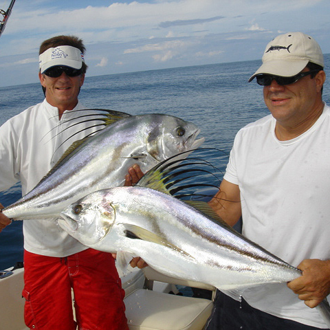 costa rica roosterfish